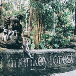monkey forest
